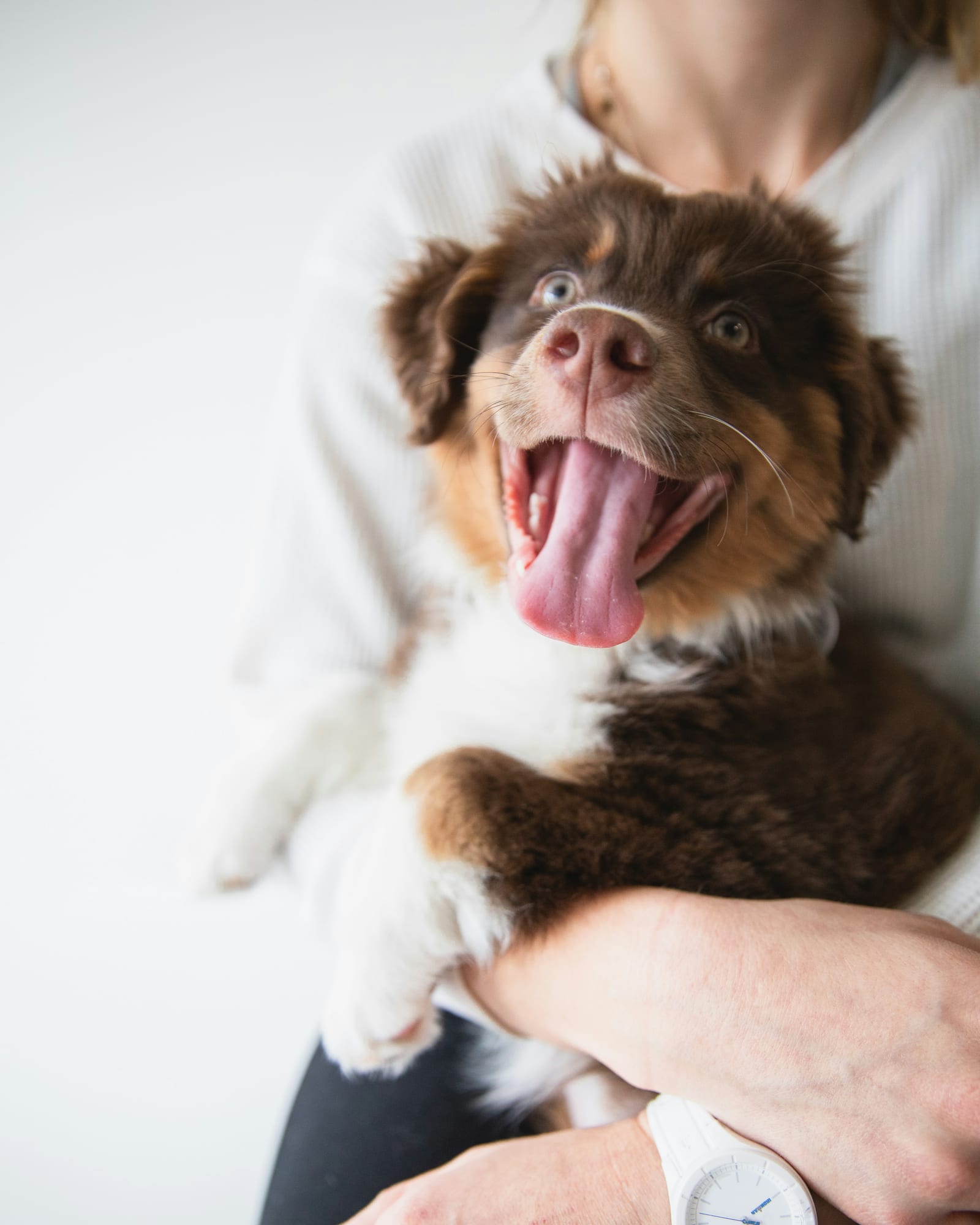 Cachorro pastor australiano feliz