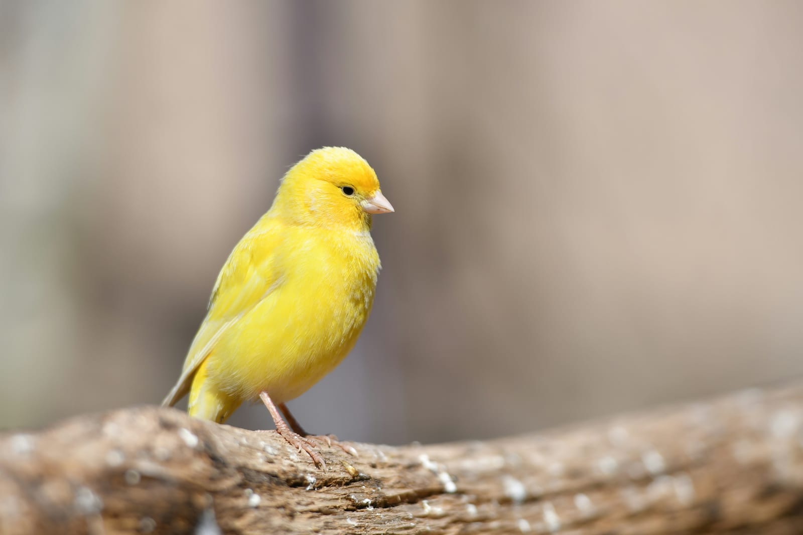 Canario amarillo en su jaula