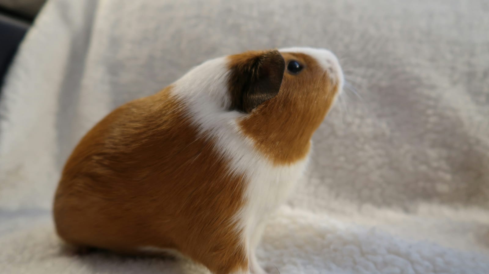 Cobayo como mascota