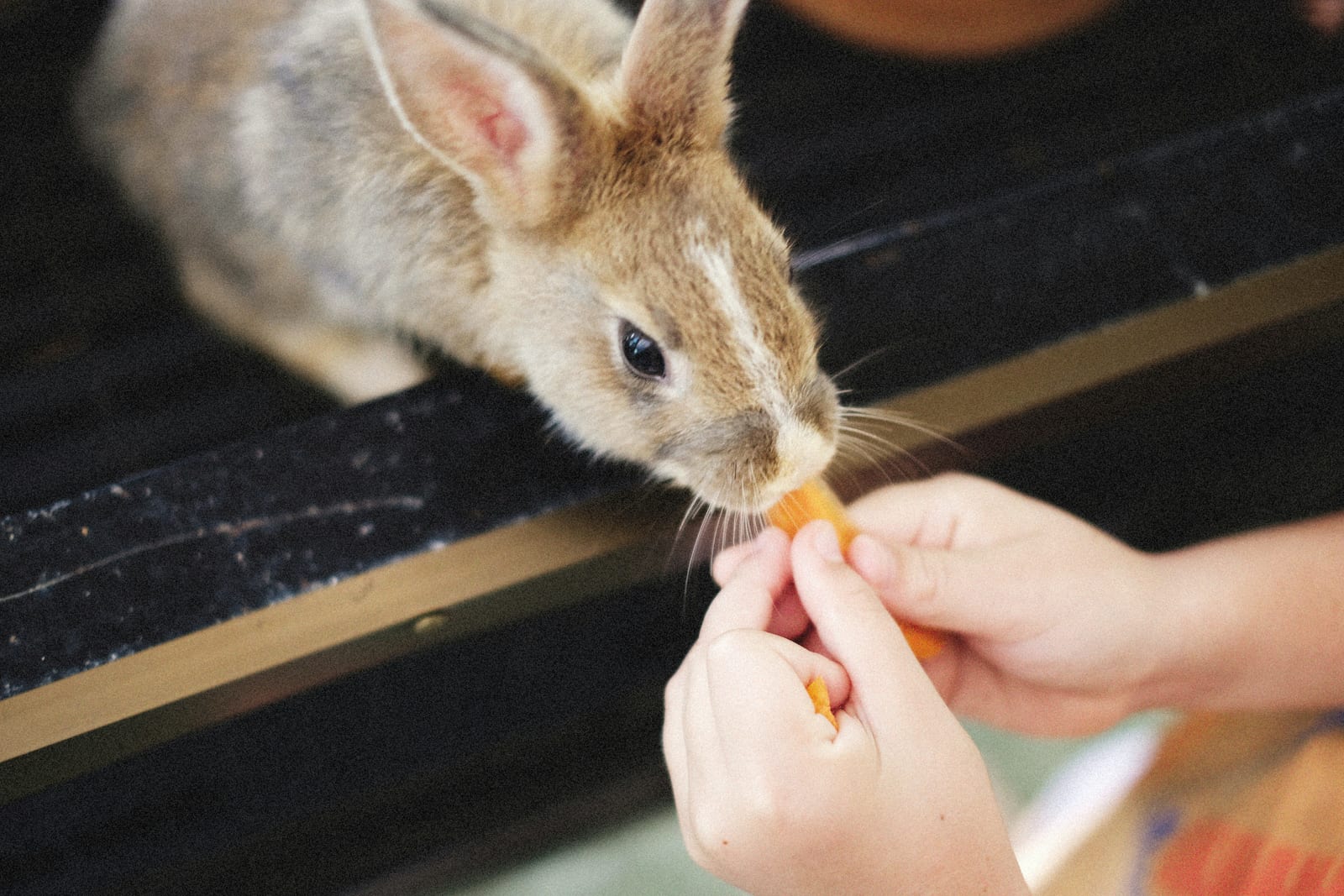 Conejo comiendo zanahoria
