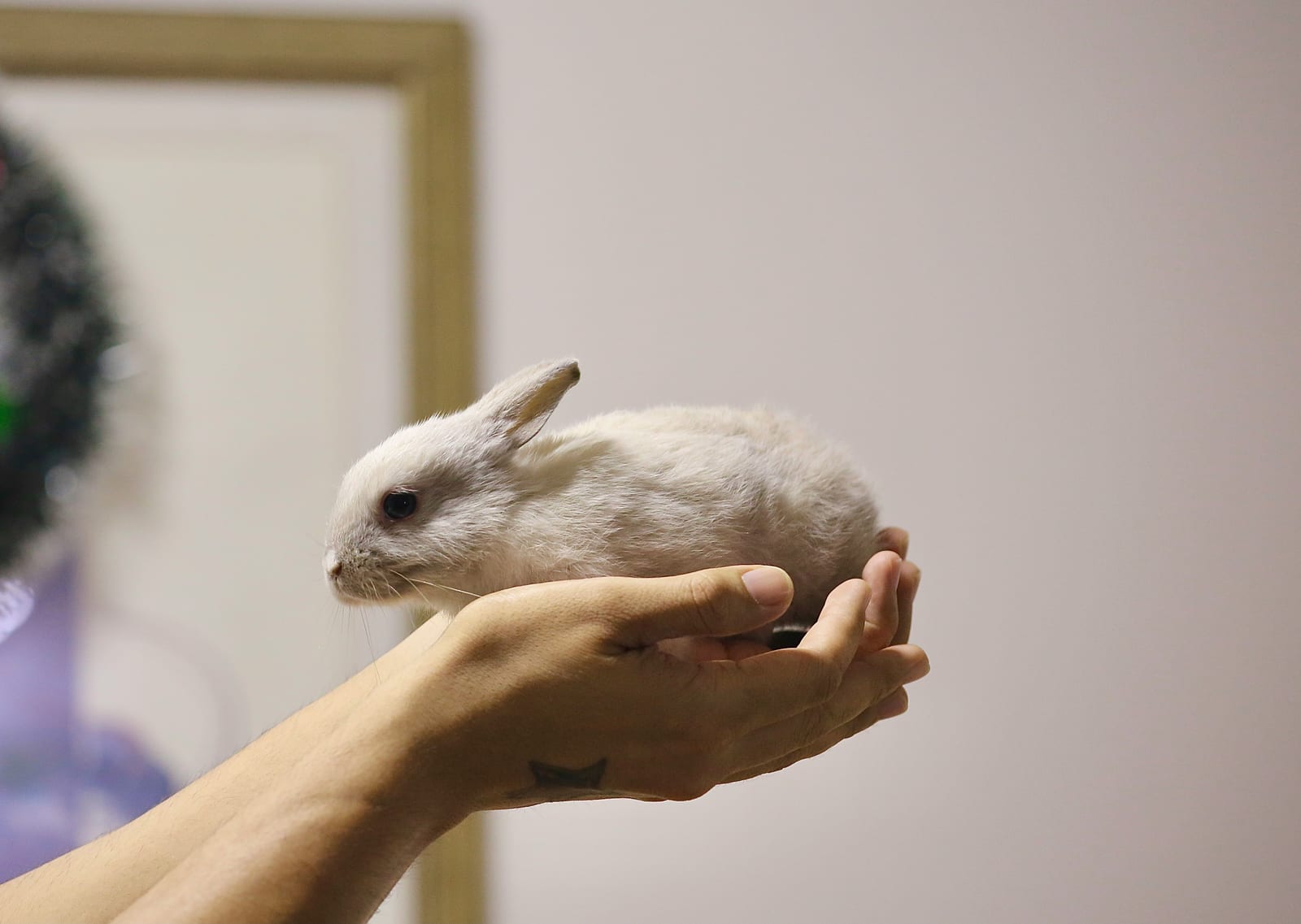 Conejo sostenido por su dueña