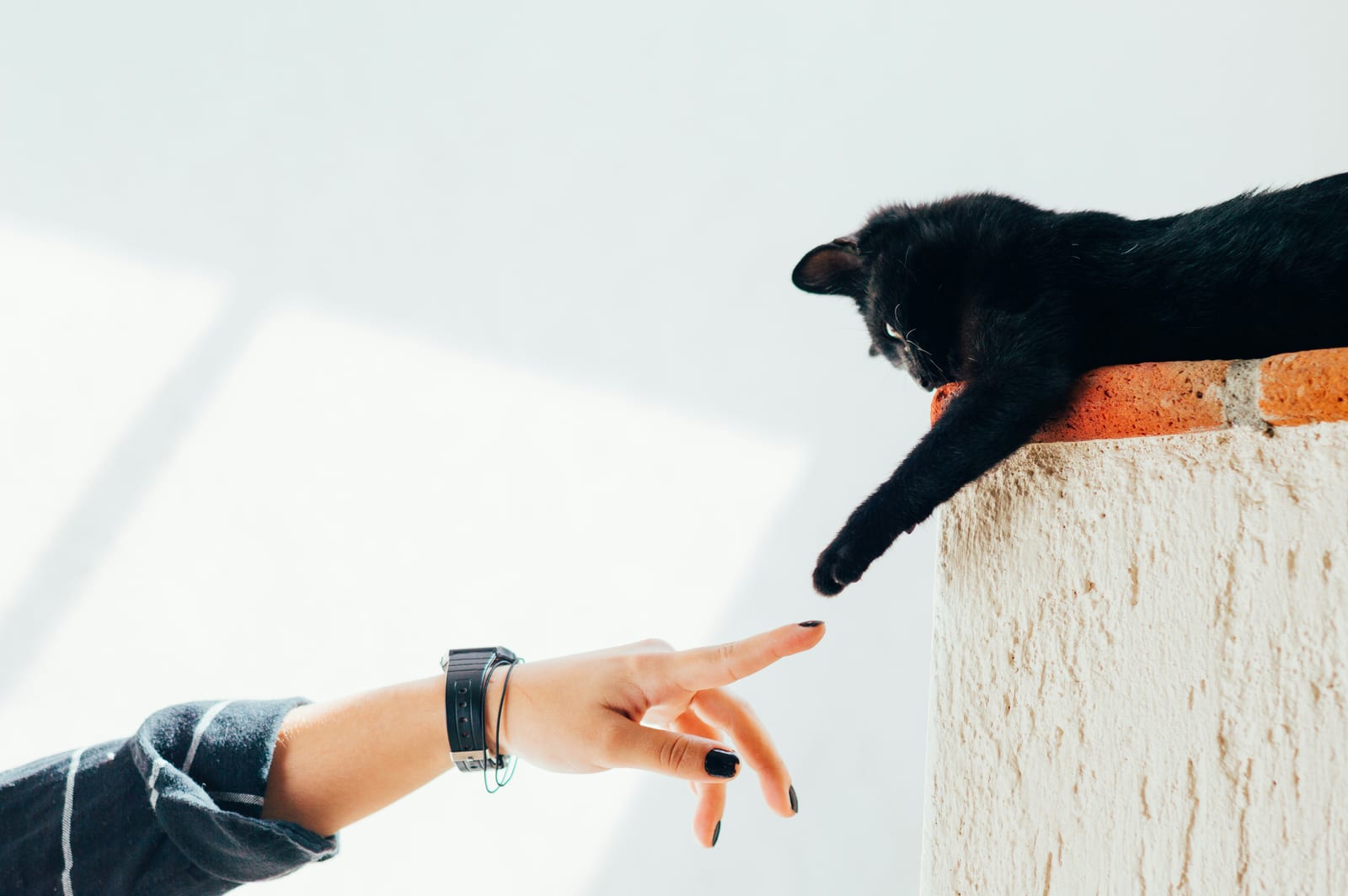 Gato negro tocando la mano de su dueña