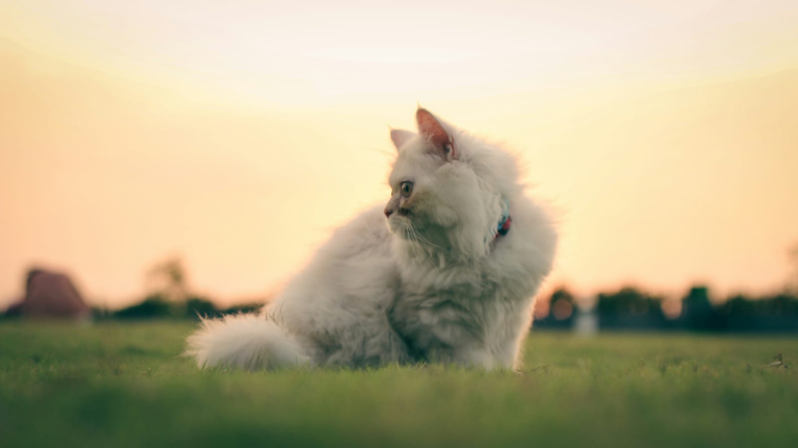 Gato persa blanco al aire libre