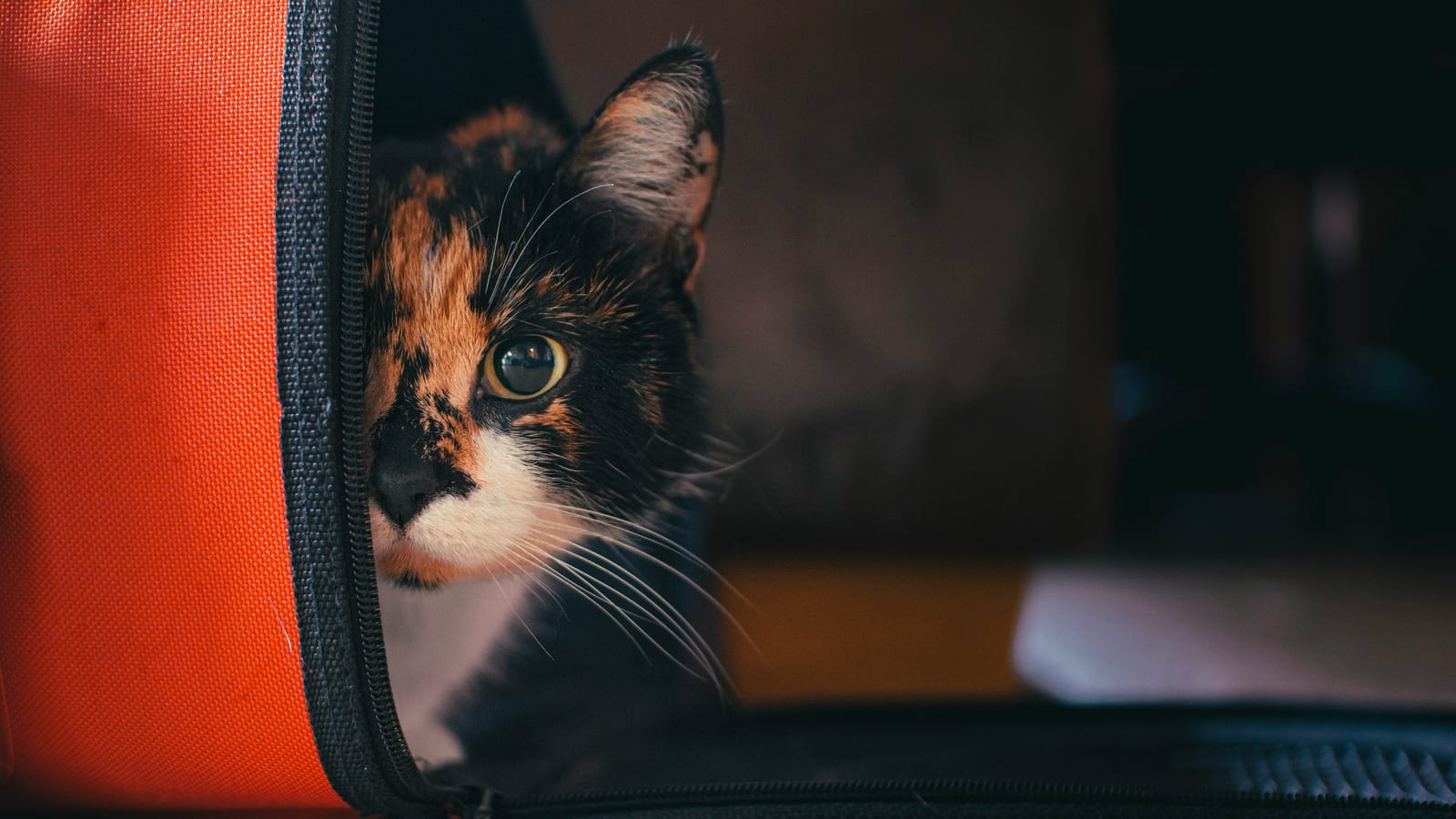 Viajar con tu mascota: documentos, transporte y preparación