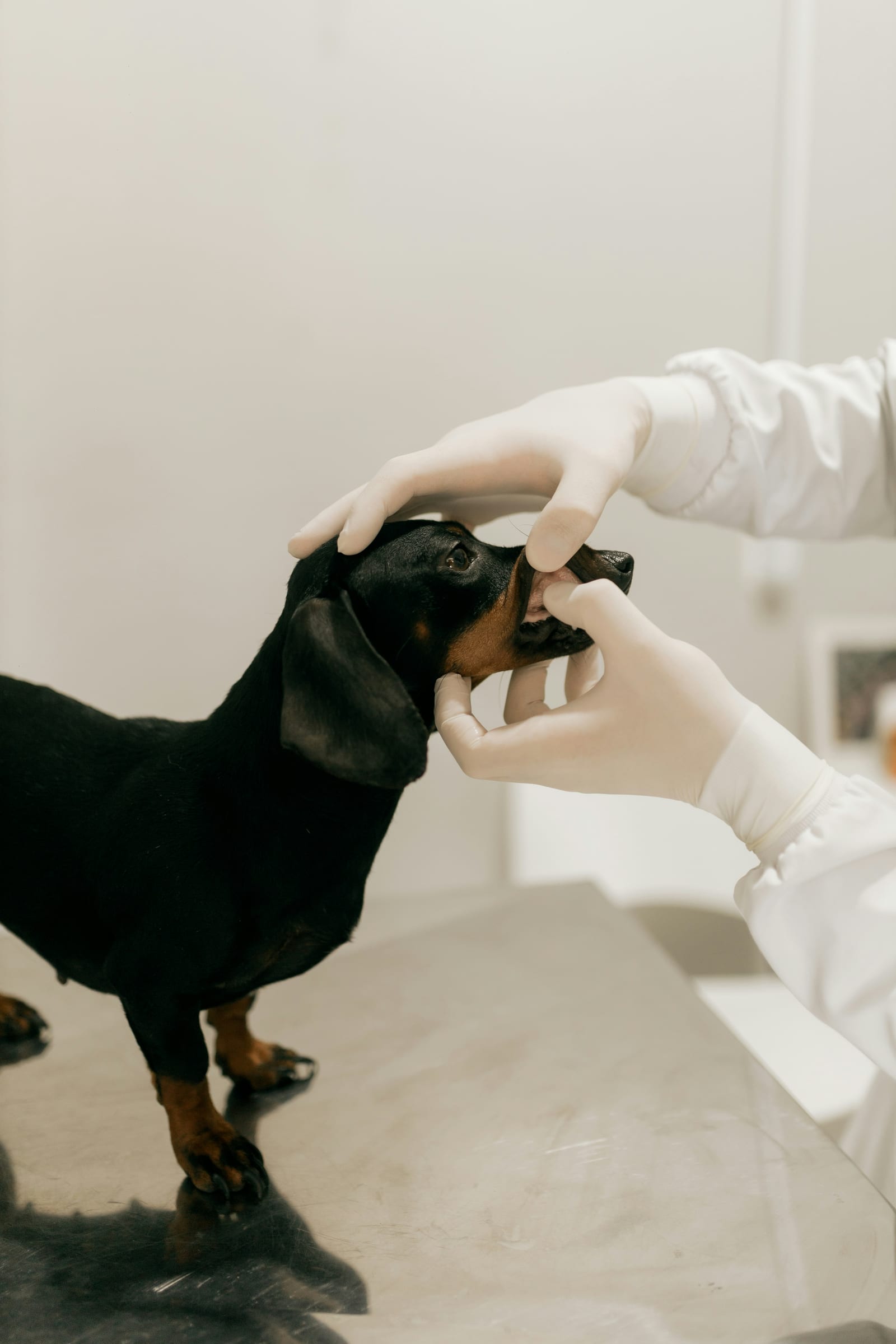 Limpieza dental en perros y gatos: lo que el 80% de dueños descuida