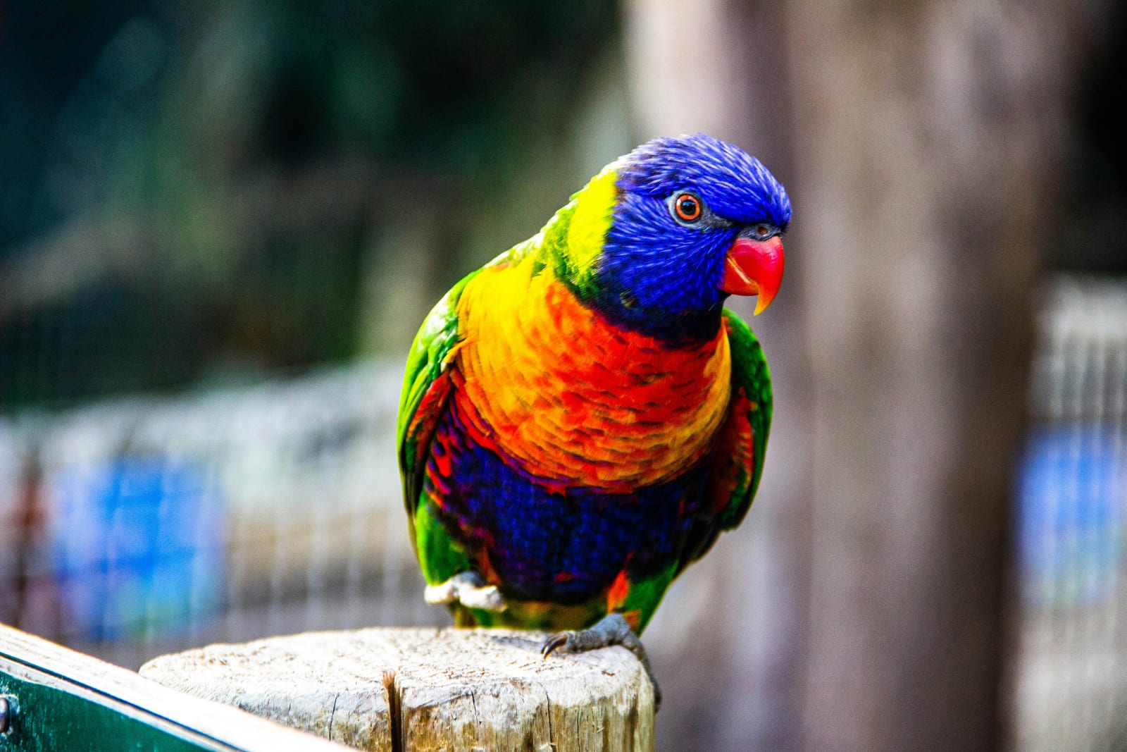 Loro colorido en primer plano