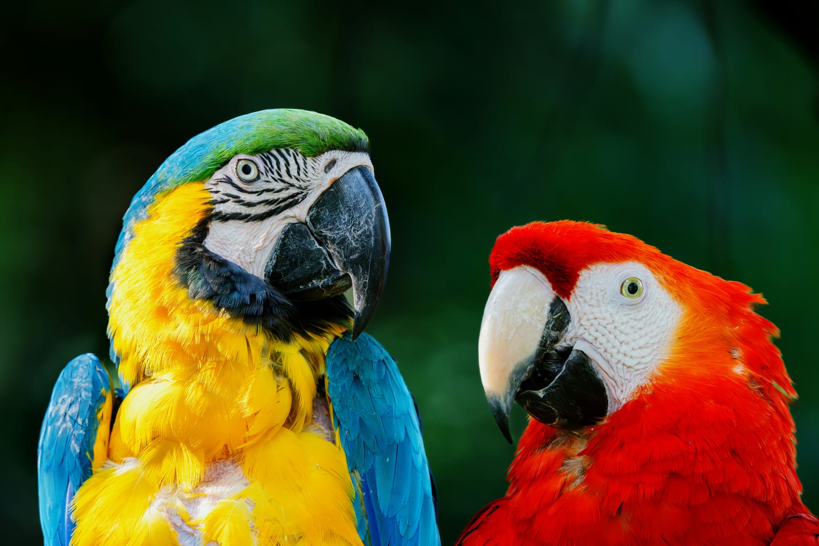 Retrato de loro con plumaje colorido