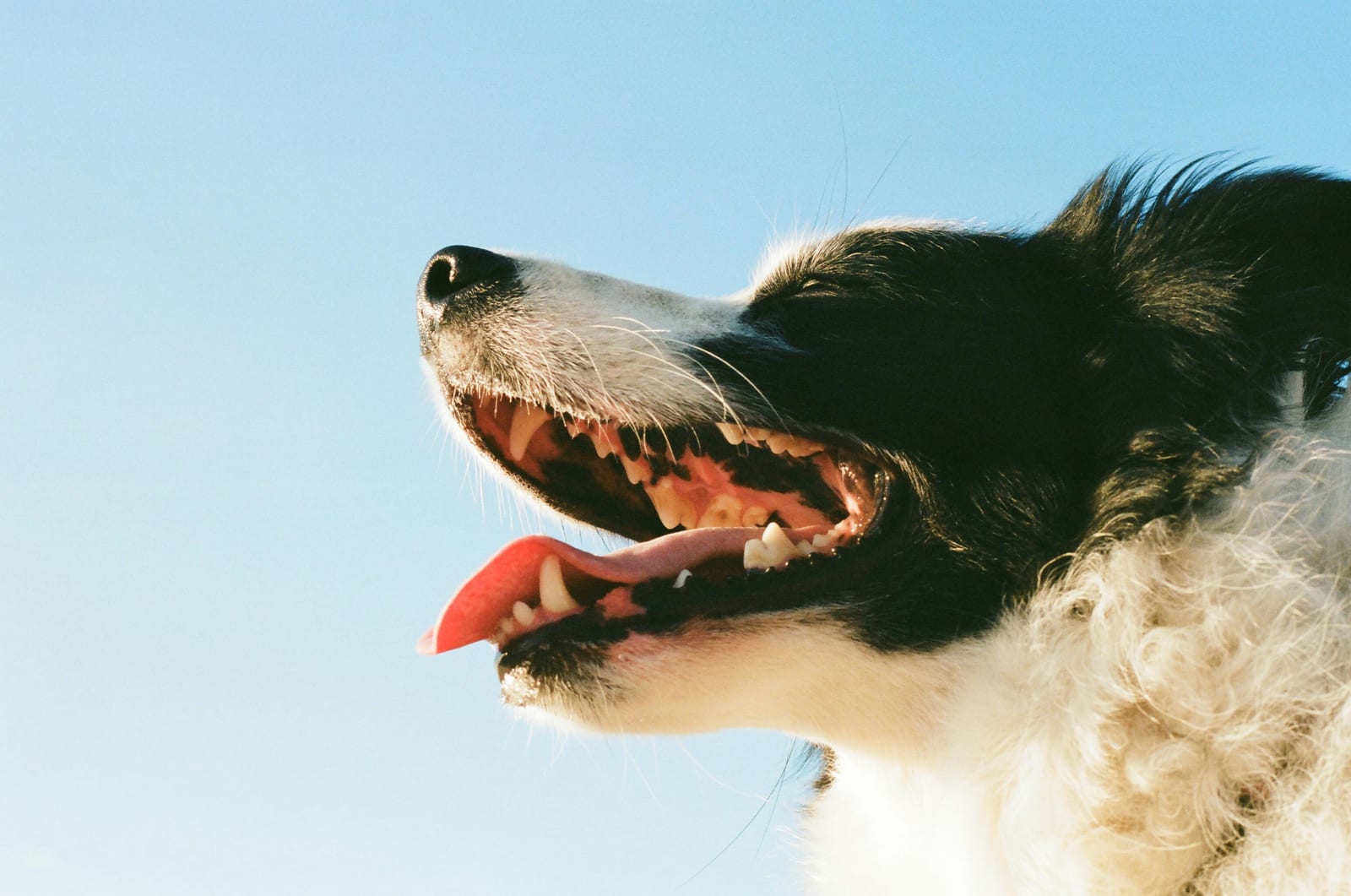 Retrato de perro feliz