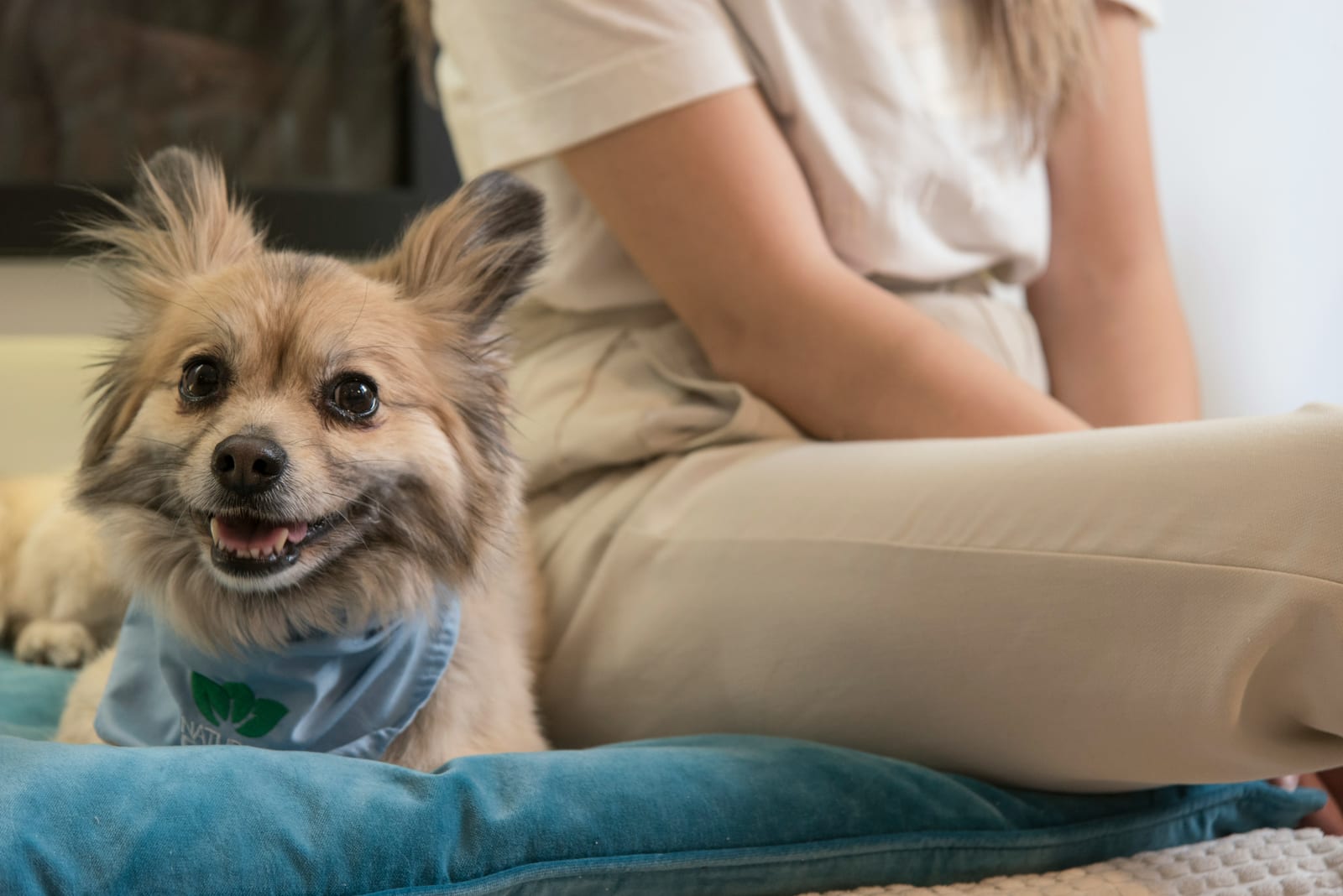 Perro pomerania con pañoleta