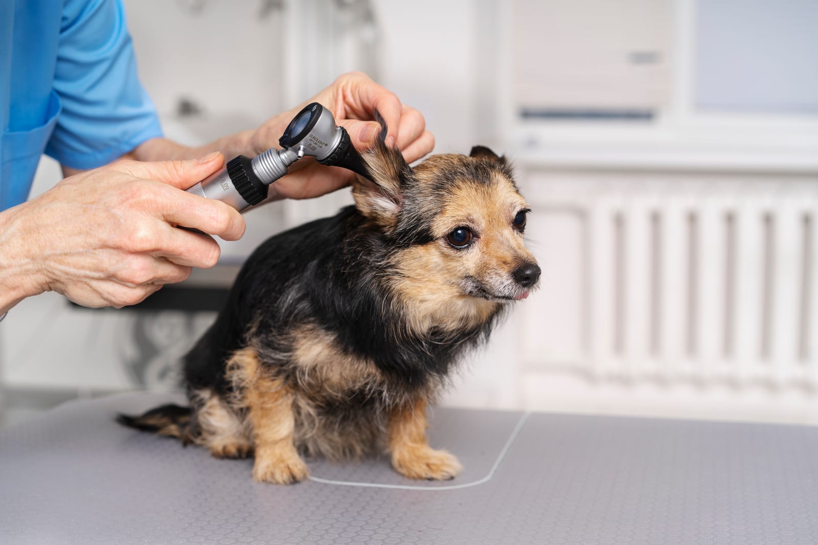 Señales de que tu mascota necesita ir al veterinario (aunque parezca sana)